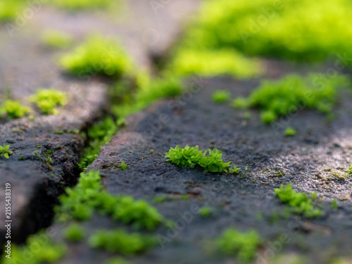 Fresh green moss that grows cover on moist stone