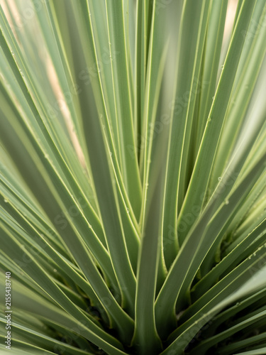 Succulent Yucca plant close-up, thorn and detail on leaves of Narrowleaf Yucca