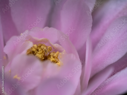 Gymnocalycium Cactus flower,close-up Pink delicate petal flower