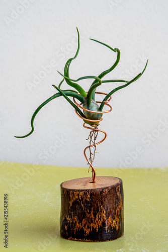 Tillandsia, planted on a wire frame and wooden stand