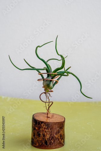 Tillandsia, planted on a wire frame and wooden stand