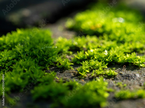 Fresh green moss that grows cover on moist stone