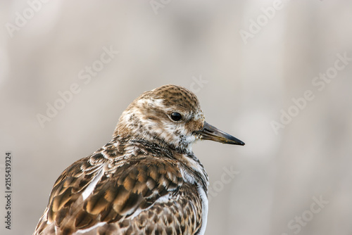 Detailed close up of a ruddy turnstone bird