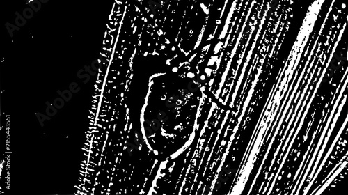 Monochrome Agricultural Dry Hay Background abstract grunge background