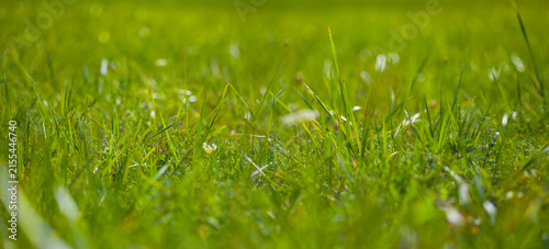 Cuadro en lienzo closeup green grass in prairie