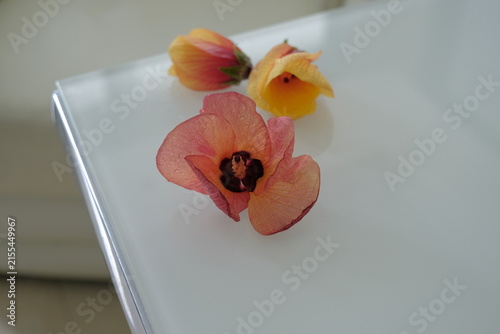 yellow red flower on a white table. Abutilon striatum (Red Vein Indian Mallow), a showy plant with orange blooms of bell-shaped flowers. The blooms have red veining over yellow. Abutilon hybrid Juliet