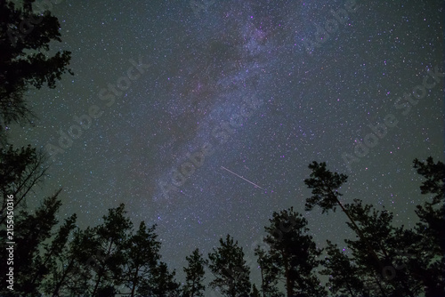 pine tree forest silhouette under a night starry sky, beautiful night outdoor scene