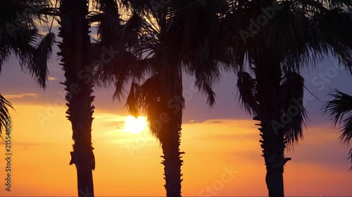 A scenic sunset with palm trees silhouetted against the orange sky in slow motion 60fps