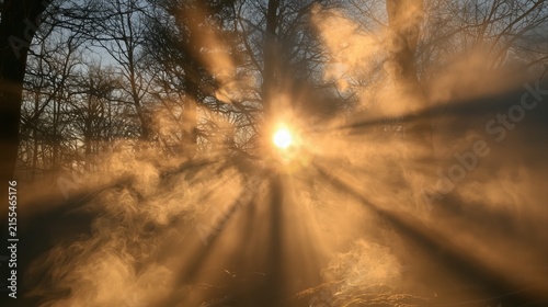 Sun rays stream through a forest of trees, natural landscape concept, environmental beauty, tranquility, sunlight, outdoor scenery.