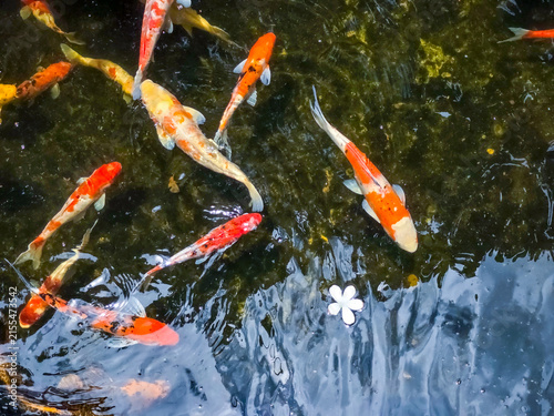 Canvastavla Colorful koi fish swim together in garden pond around single white flower, peace