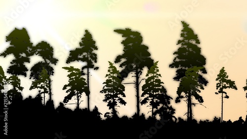 Pine Trees with Bright Sky Background