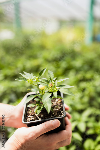 Hands Holding a Young Pepper Plant in a Pot