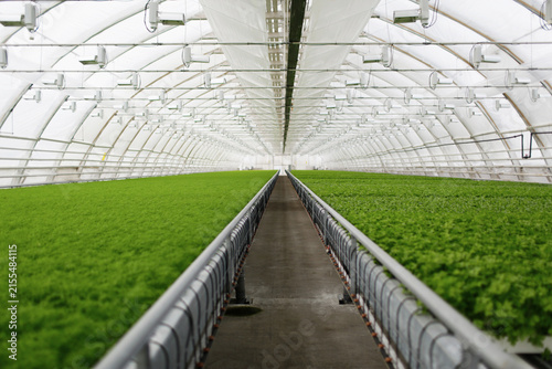 Modern Greenhouse Farming with Rows of Fresh Green Crops