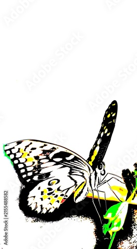 butterfly on a white background