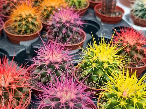 close-up of various colorful cacti with sharp spines growing in small pots on a shelf at a flower shop. A collection of desert plants showcasing the natural texture and diversity of cacti species.
