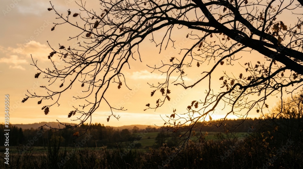 Obraz premium Silhouette of bare tree branches framing golden sunset over rural autumn landscape