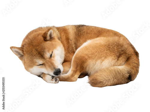 Cute sleeping shiba inu dog curled up isolated.