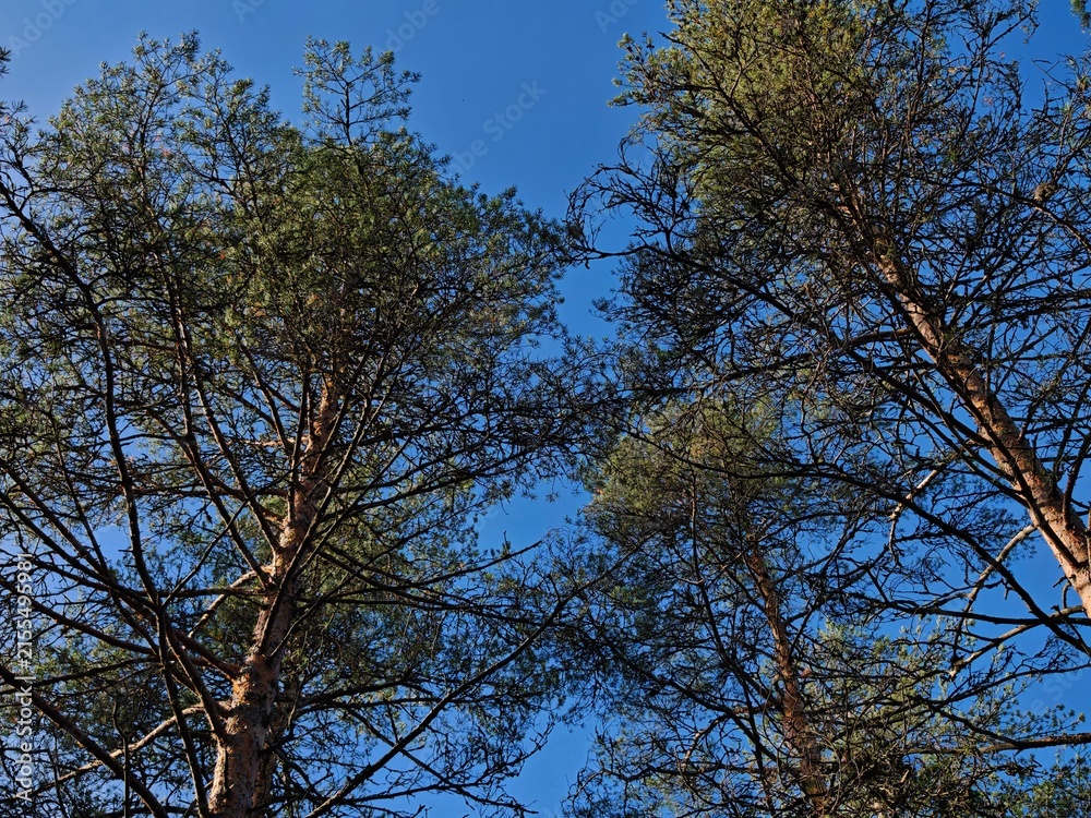 Fototapeta premium Tall pine trees reaching into a clear blue autumn sky, peaceful woodland scenery, natural forest, outdoor travel, quiet escape.