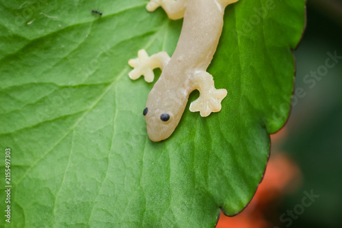 Canvas Print Pale salamander on green leaf amphibian close up macro moist skin small eye craw