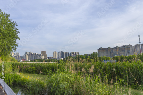 Cuadro en lienzo Urban skyline beyond wetland reeds under cloudy sky