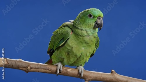 Green parrot perched on a branch against a solid blue screen, slow motion video, vibrant jungle bird, ideal for chroma key compositing and wildlife projects