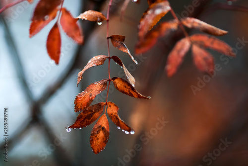 Rowan leaves in the autumn