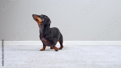 A black and tan dachshund dog sits, then spins and trots energetically across a carpeted floor indoors, tongue out and tail wagging with excitement.