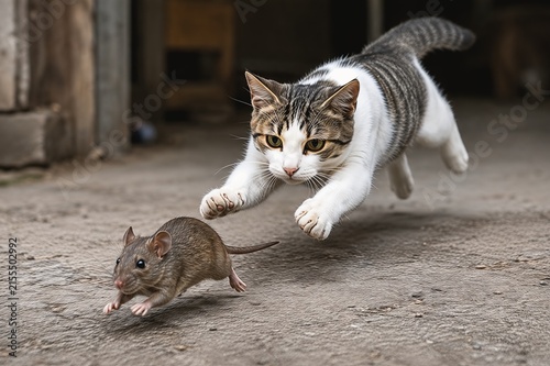 Feline Pursuit: A determined cat in mid-leap, intently chasing a scurrying mouse across a dusty ground, capturing a moment of primal instinct and the age-old predator-prey dynamic.