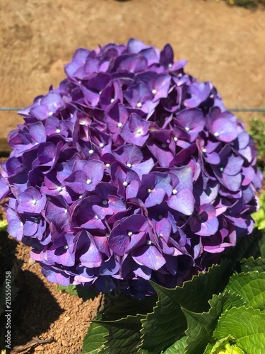 Canvastavla Hydrangea Macrophylla