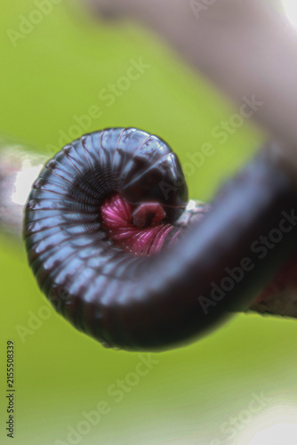 Photography Vivid macro image of a glossy black millipede curled into a tight, defensive spiral on a green background
