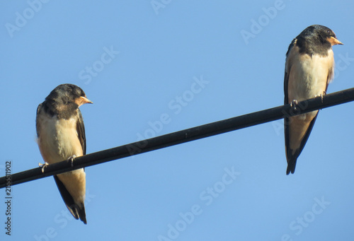 Two young swallows perched on a wire. In Romania