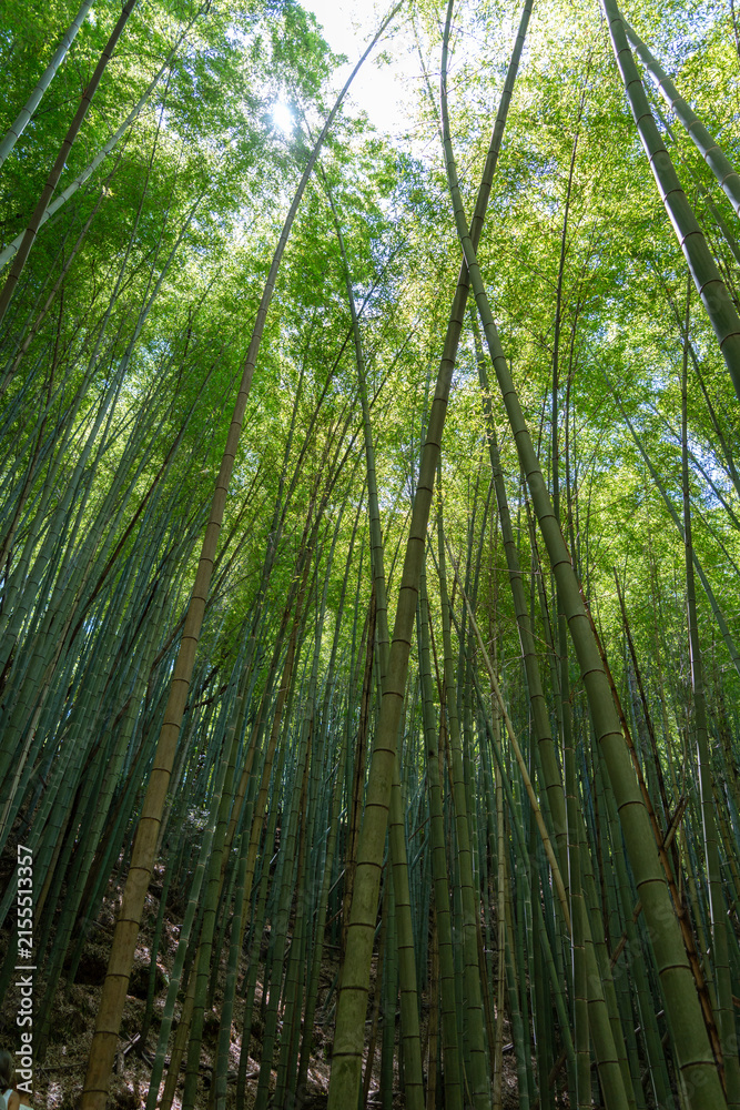 Obraz premium Bamboo forest near Mitaki-Dera temple in Hiroshima, Japan