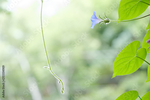 小さな青いアサガオの花とツル