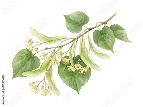 Linden Flower Branch Watercolor Botanical Illustration Isolated on White Background