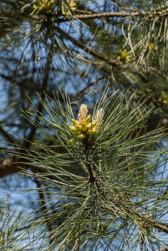 On this branch of Austrian pine (Pinus nigra) is several clusters of male cones. They’re covered in fine hairs. Needles are long and pointy, creating soft silhouette against blue sky.