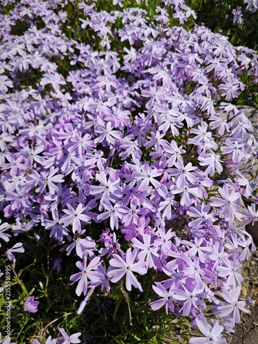 Violet creeping phlox flowers blooming in a spring garden. Floral ground cover over rocks