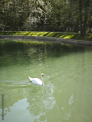 Фотография Vertical photo of a white swan swimming in a green lake
