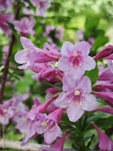 Konstfotografi Macro photo of pink weigela flowers