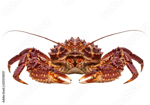 Plakat King crab isolated on transparent background
