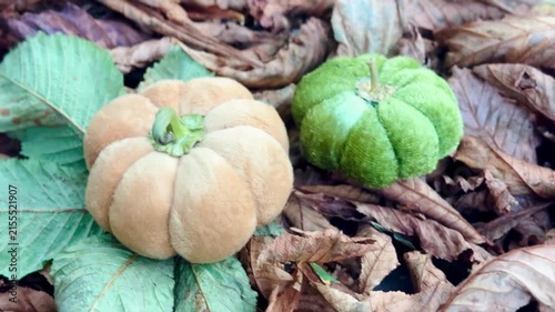 Decorative mini pumpkins in autumn leaves, festive seasonal decor
