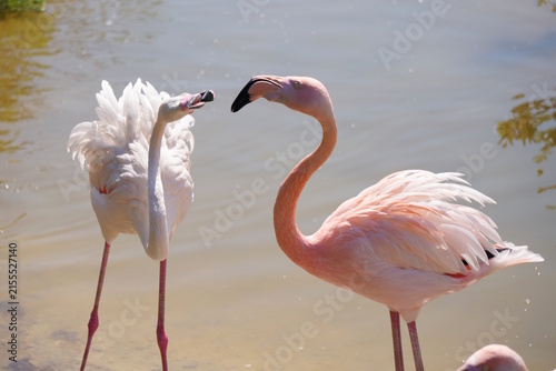 Flamingos at the zoo. Beautiful birds.