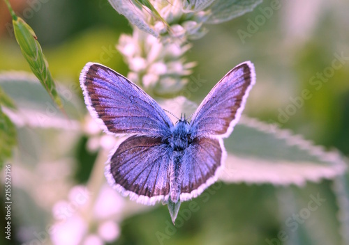 A small butterfly on a wildflower. Wildlife.