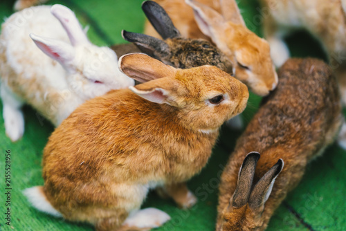 group of rabbits resting