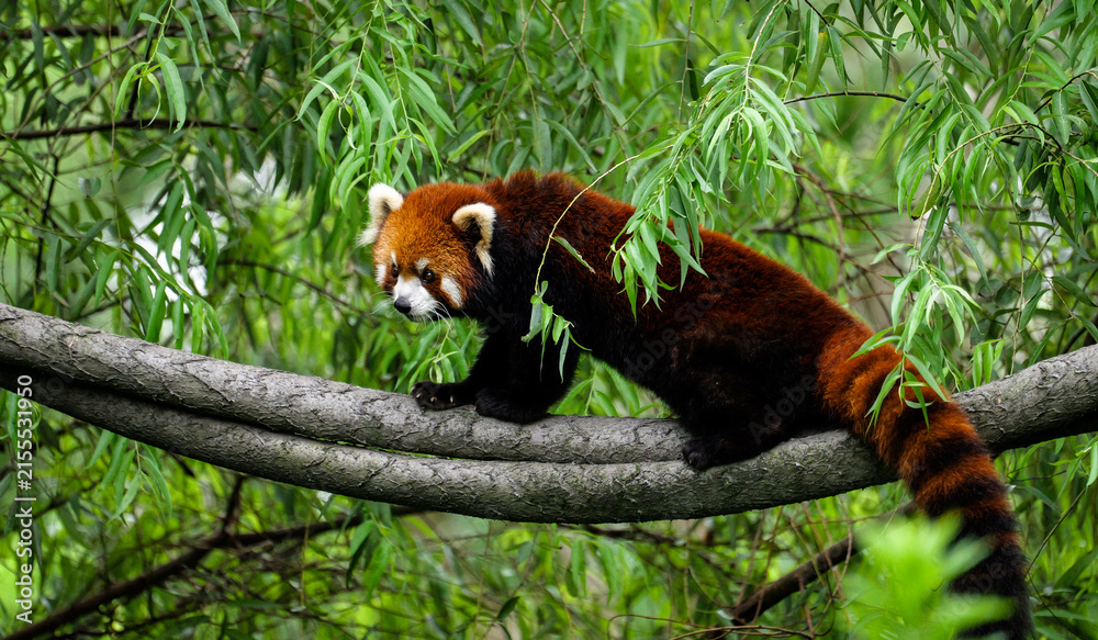 Fototapeta premium The red panda on the rope among the leaves