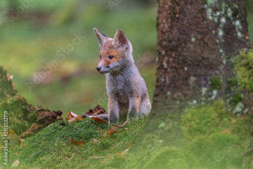 Canvastavla Cute small red fox cub Vulpes vulpes sitting on a green mossy ground next to a t