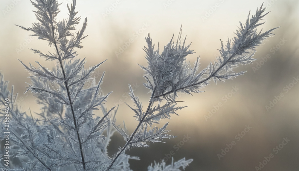 Obraz premium Frosted Branches Framing a Soft Winter Horizon