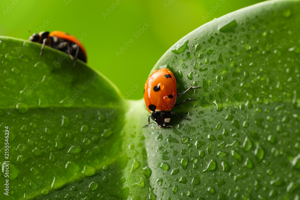 Fototapeta premium Ladybug on a wet green leaf with water drops, natural pest control and garden ecosystem concept, the macro view highlights the intricate details of the insect and the fresh dew on the plant surface