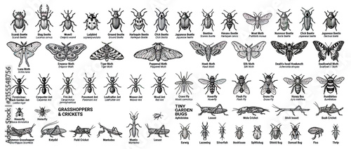 Collection of Insects Isolated on Transparent Background