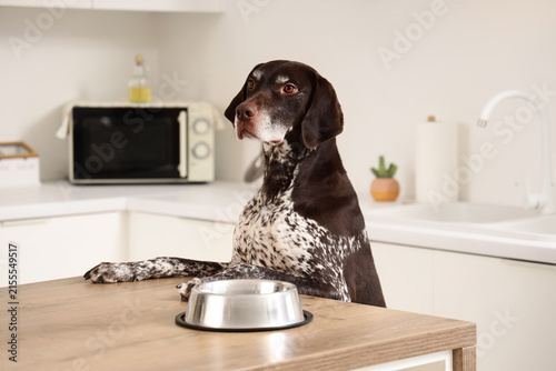 Curious German Shorthaired Pointer dog with empty food bowl counter surfing i...