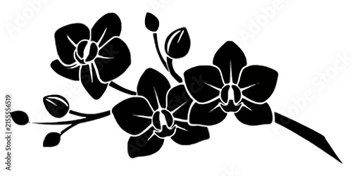 Detailed black and white line of blooming orchid flowers on a branch isolated on a plain white background